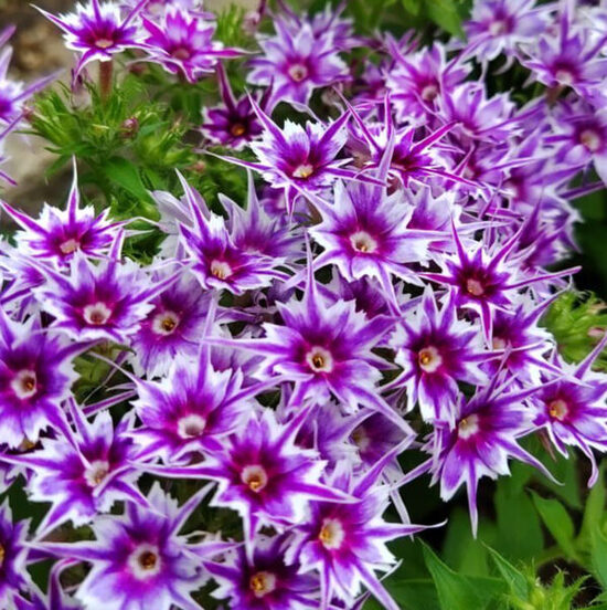 Vasaras floksis 'Popstars Blue'